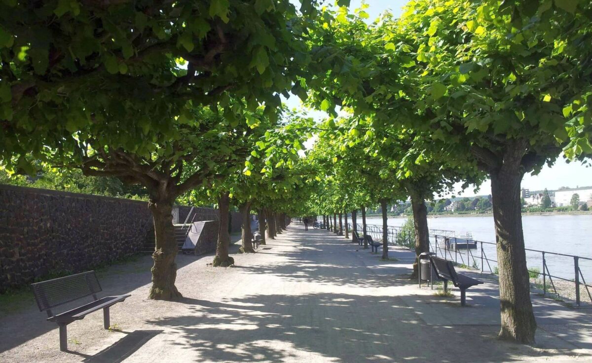 Rheinpromenade in Bonn-Beuel, mit Baumallee