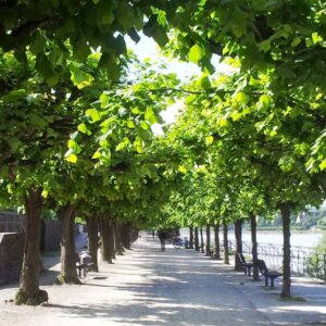 Rheinpromenade in Bonn-Beuel, Blick zwischen üppigen grünen Bäumen gen Süden, rechts der Rhein