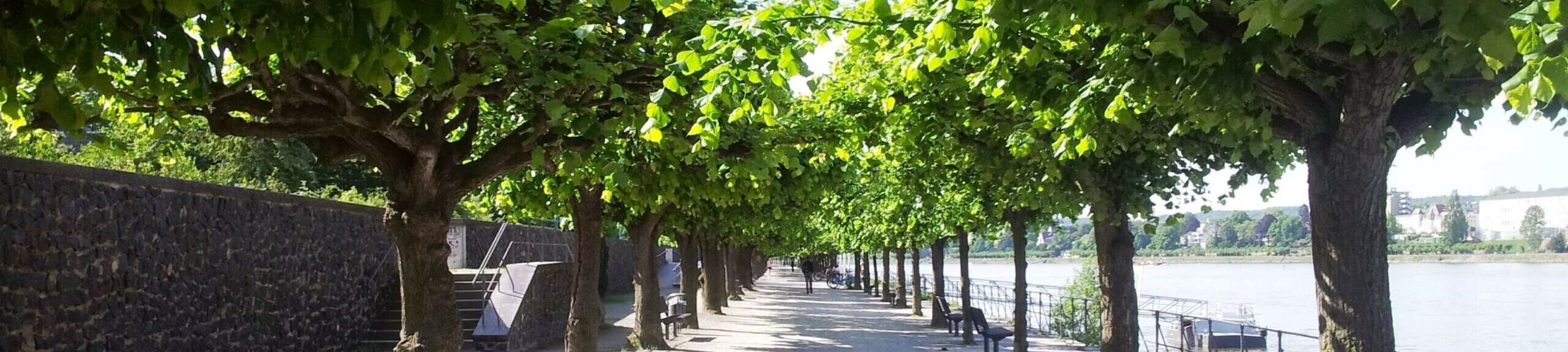 Rheinpromenade in Bonn-Beuel, Blick zwischen üppigen grünen Bäumen gen Süden, rechts der Rhein